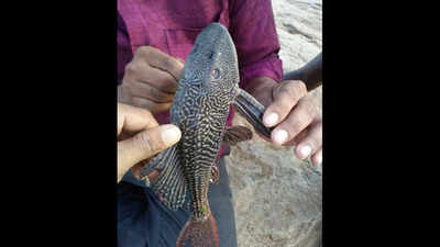 Krishna-Godavari river interlinking: Alien devil fish now invades Hyderabad