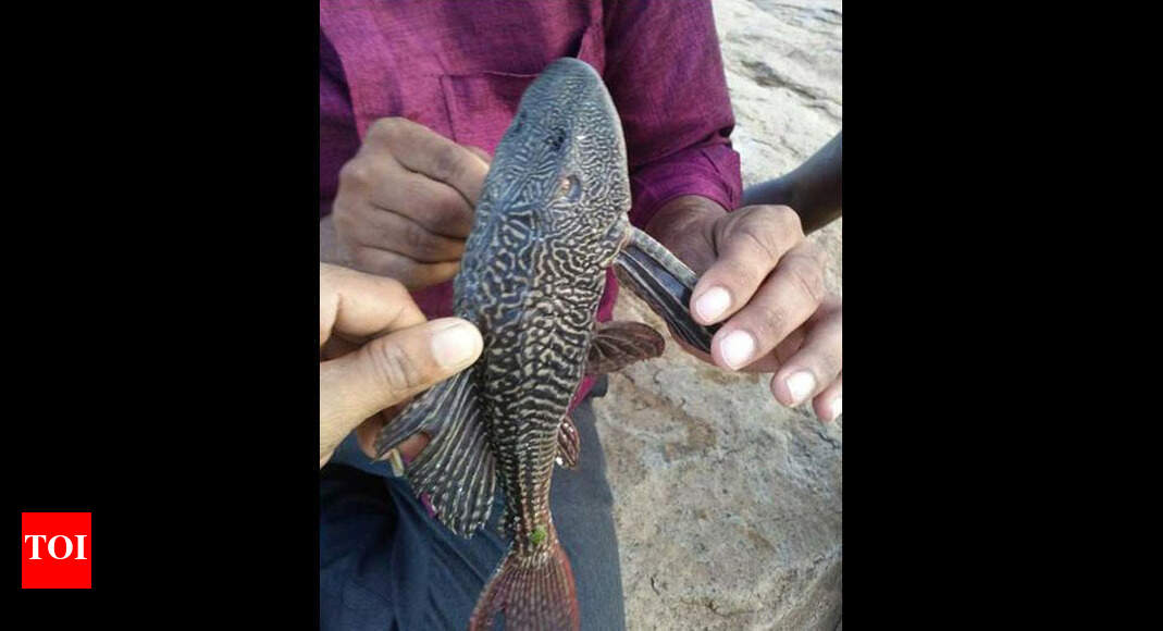 Krishna-Godavari river interlinking: Alien devil fish now invades Hyderabad | Hyderabad News - Times of India Krishna-Godavari river interlinking: Alien devil fish now invades Hyderabad | Hyderabad News - Times of India
