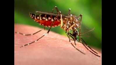 Dengue: TN boy dies in Bengaluru hospital