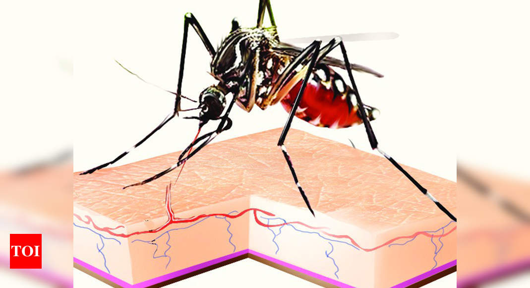 Mosquitoes Make Travel In Ac Coaches Miserable Chennai News Times Of India