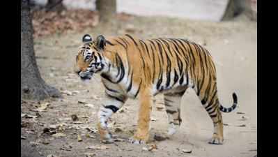 Govt to set up rescue centre for stray tigers in Pilibhit