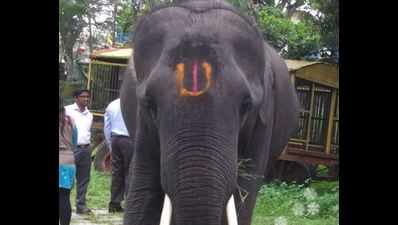 Bannerghatta Biological Park loses elephant Ashwathama