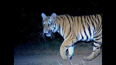 10 tigers, 3 leopards died due to electric shock in 1 year