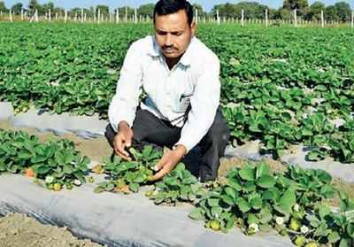 Farmer grows strawberries in Chittorgarh
