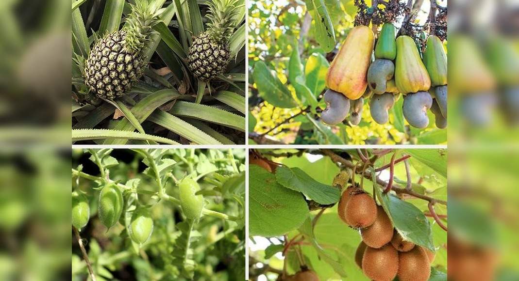 We bet you didn’t know how these 9 food items are grown