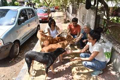 street dogs