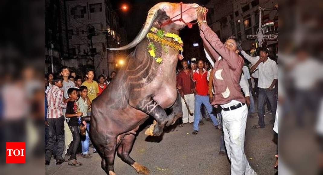 Yadav’s buffalo carnival to be celebrated as state festival from this