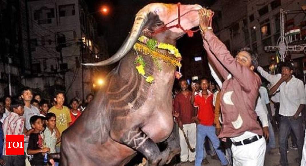 Yadav’s buffalo carnival to be celebrated as state festival from this