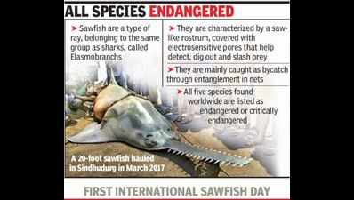 Once common along Maharashtra coast, sawfish face extinction
