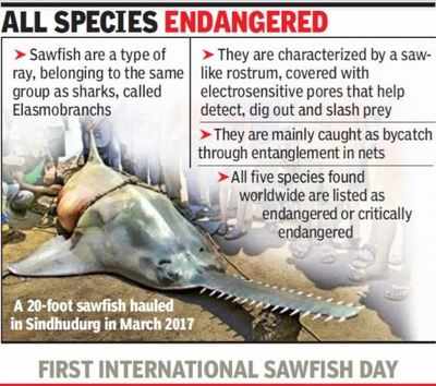 Once common along Maharashtra coast, sawfish face extinction | Mumbai News  - Times of India