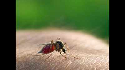 Drug-resistant malaria adds to city dengue sting
