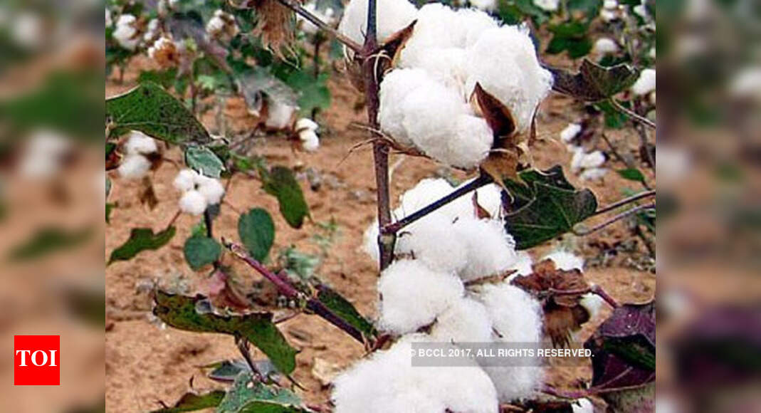 Central body calls meet on illegal HT cotton seeds | Mumbai News ...