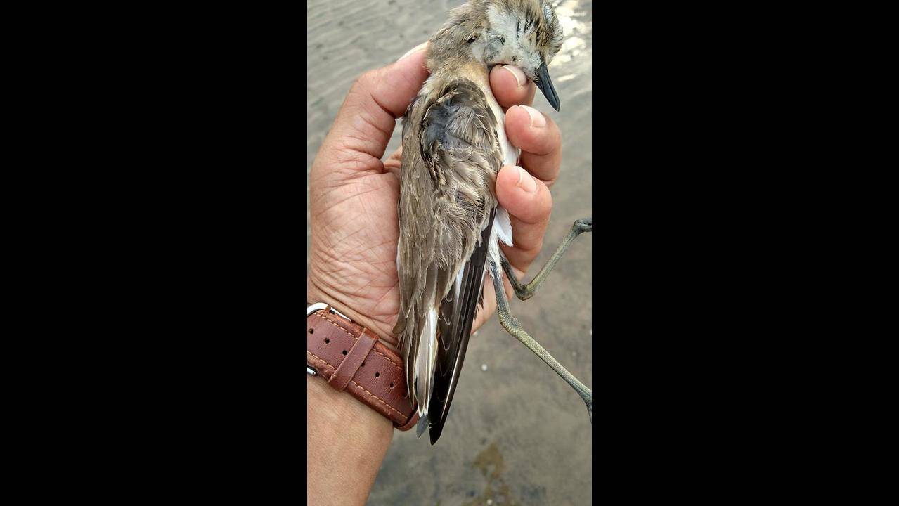 Fishing net  Nadia fishing nets turn bird graves - Telegraph India