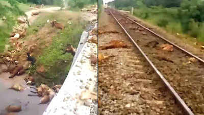 Train kills 400 sheep in Telangana
