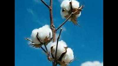 In a first, 2 state universities to start hybrid Bt cotton seed production