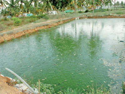 State S Drought Ponds Turn Into Death Traps For Kids Animals Bengaluru News Times Of India