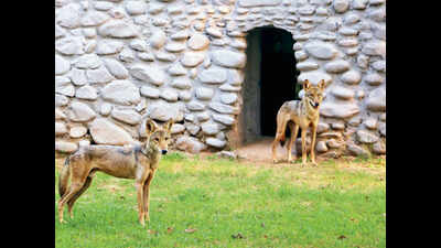 Wolves take time to settle down at Chhatbir | Chandigarh News ...