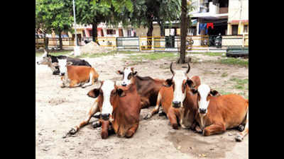 Stray animals cause scare in Derabassi, Zirakpur
