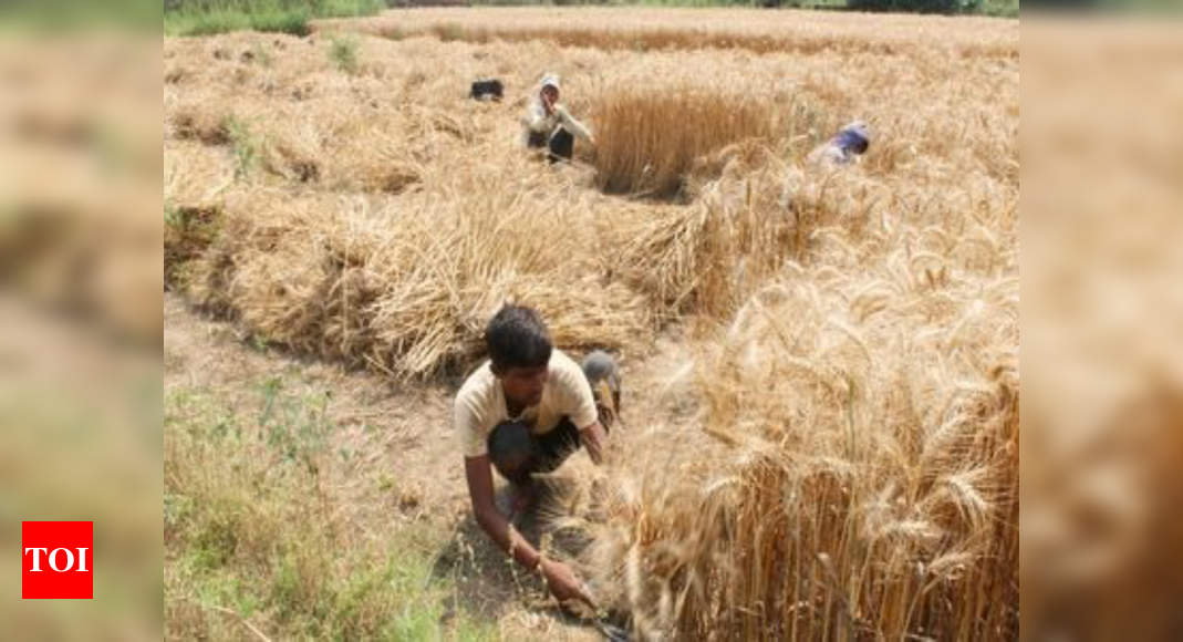 Msp: MSP of rabi crops raised to boost production - Times of India