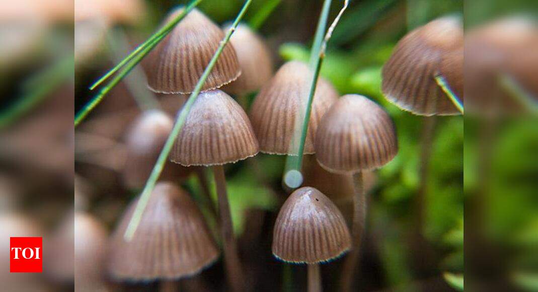 Magic mushrooms may help curb crimes Study Times of India
