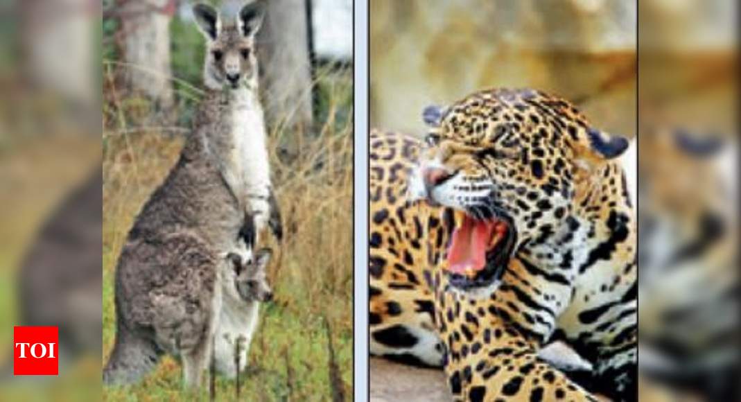 Zoo to welcome jaguars, lions and kangaroos | Kolkata News - Times of India