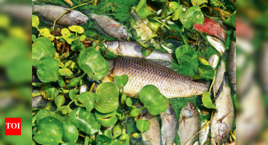 Fishkill poses health risk aspollutants enter food chain Hyderabad