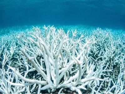Corals developing taste for plastics: Study