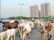 
Lost farmland, financial crisis push cows on to expressway
