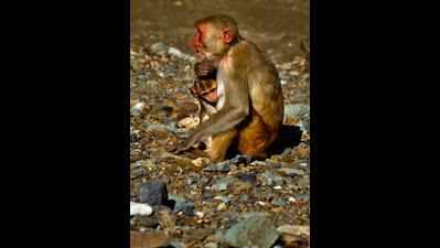 Monkey menace to be a poll issue in Himachal polls: Satti