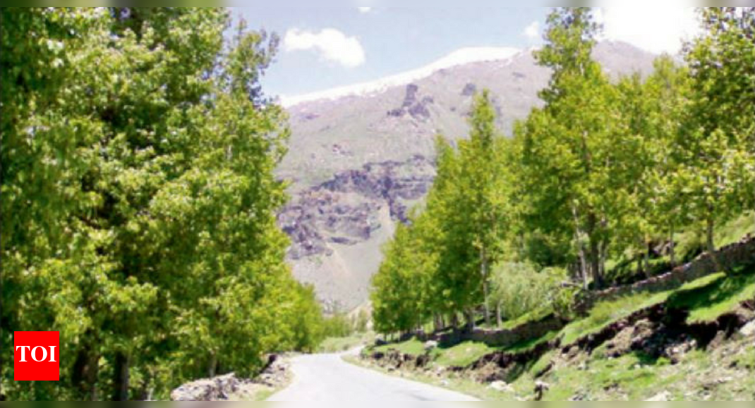 Shimla: RFIT for trees to stop illegal felling in Shimla ...