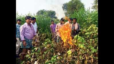 Angry farmers destroy cotton crops in 3 districts