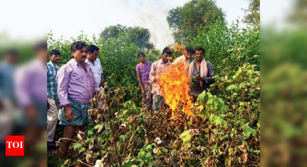 Angry farmers destroy cotton crops in 3 districts Hyderabad News