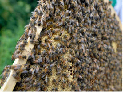 Honeybees attack funeral procession, mourners flee | Bengaluru News ...