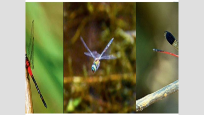 Dragonfly census spots 77 species at PTR