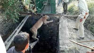 Lioness fallen in well rescued near Rajula