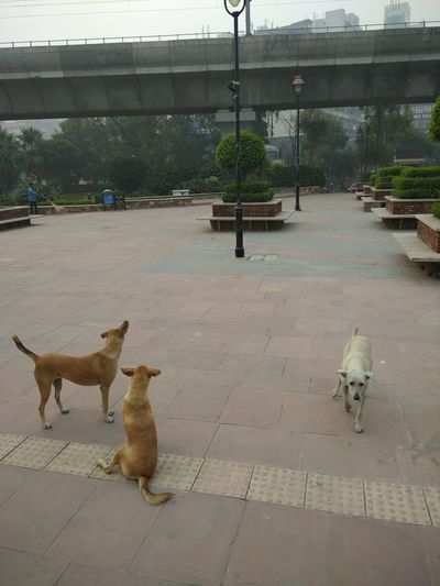 Stray dogs in Dilli Haat