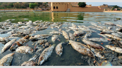 Jal Mahal lake turns toxic, says pollution board report