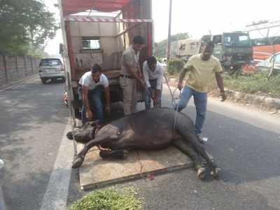 Animal helpline arrives 7 hours later - Times of India