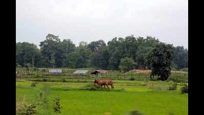Chhattisgarh tribals oppose relocation from Barnawapara forest