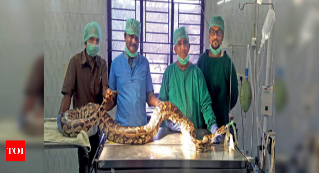 Vet team removes 8 abscesses from city snake park python | Chennai News ...