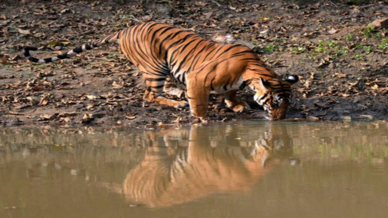 Nepal and India Count their Bengals in Tiger Census