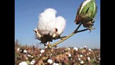 Bt cotton eating into other crop areas, crackdown on