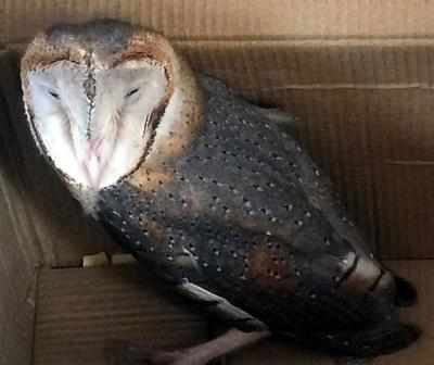 1 Year Old Barn Owl Rescued From Sector 52 Gurgaon News Times