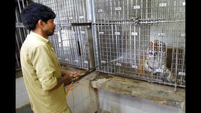 Delhi zoo to get new residents for enclosures lying empty for years