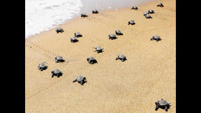 Lit-up beaches keep turtles away