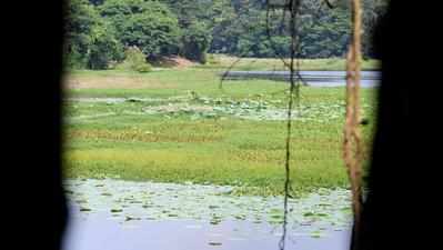 Bird watchers, conservationists notice sharp decline of birds at Karanji Lake