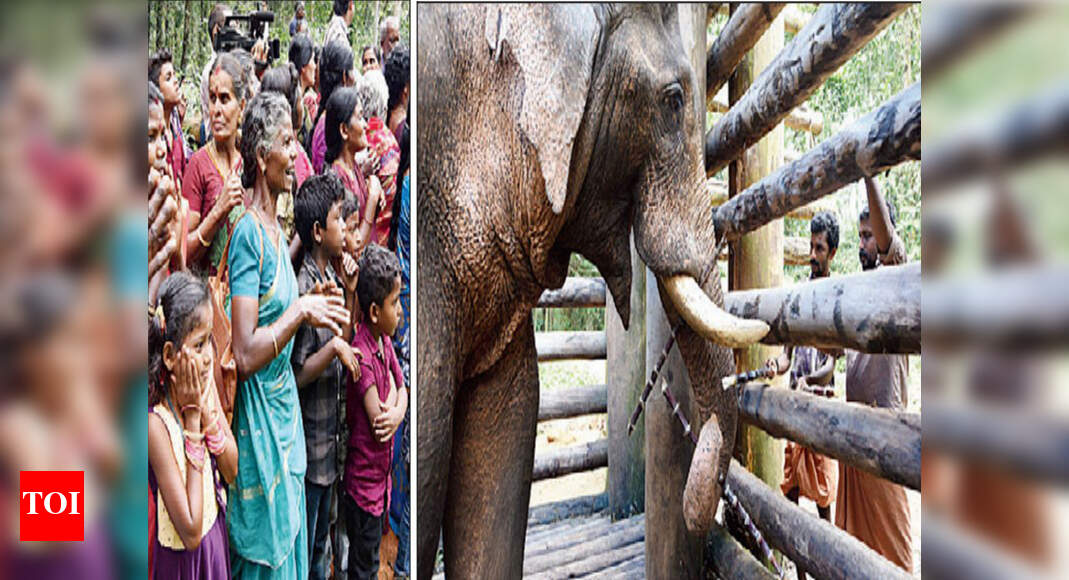 Irulas see him as the gentle giant he once was | Coimbatore News ...