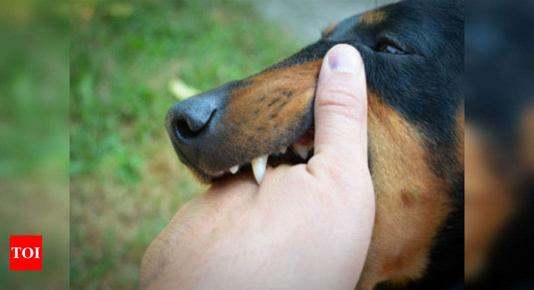 Rabies - Causes, Signs, Symptoms & Prevention - Times of India