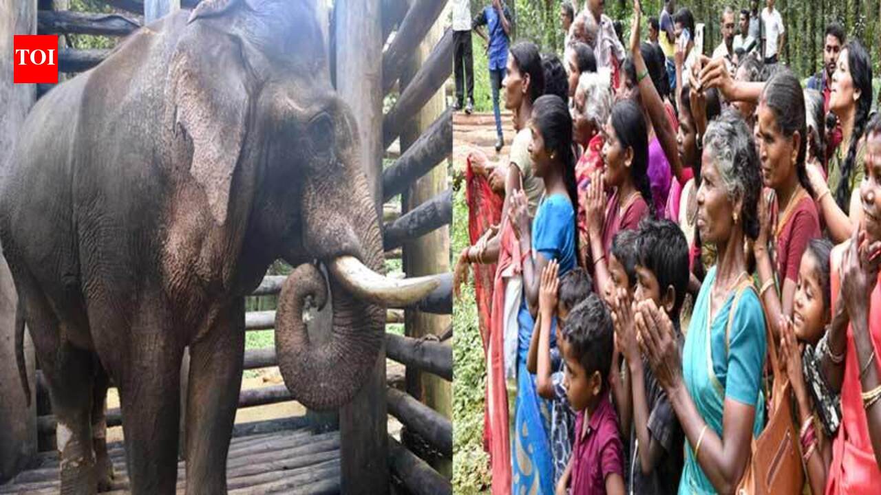 Watch: Elephant who killed 8 people revered as god