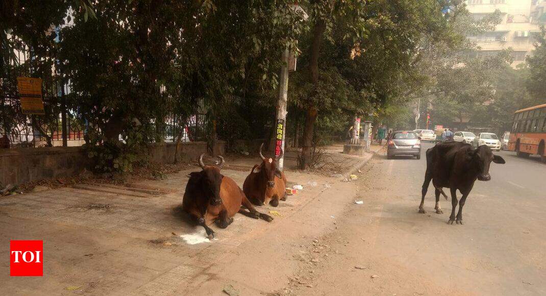 Cows on the road, dung on pavement Times of India